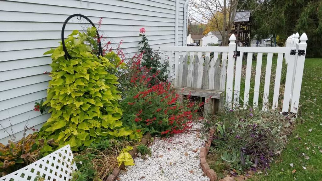 fall landscaping-- climbing sweet potato vine, blooming pineapple sage