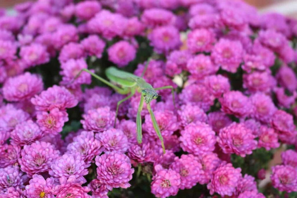 praying mantis on purple mums