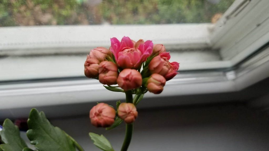 budding kolanchoe flowers