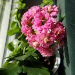 pink kolanchoe flower