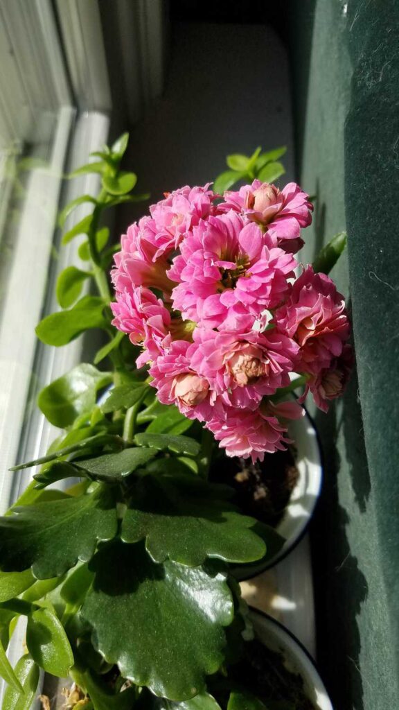 pink kolanchoe flowers