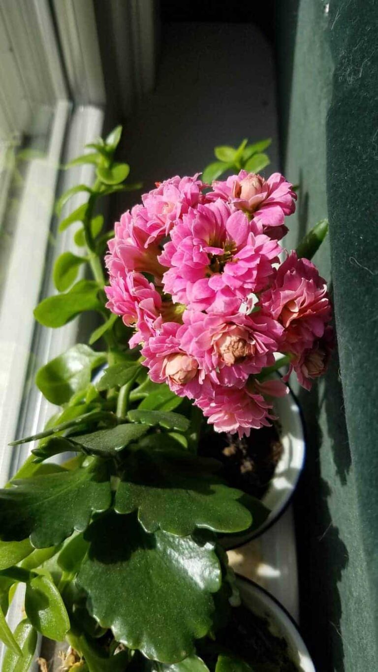 Indoor Spring Kolanchoe Flowers