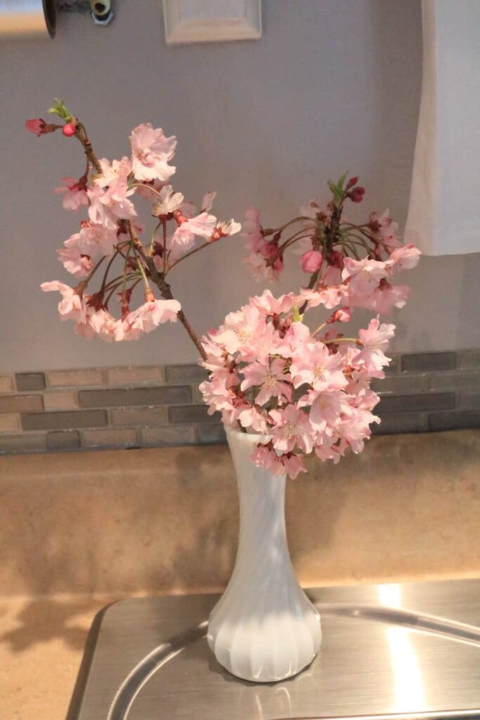 weeping cherry blooms