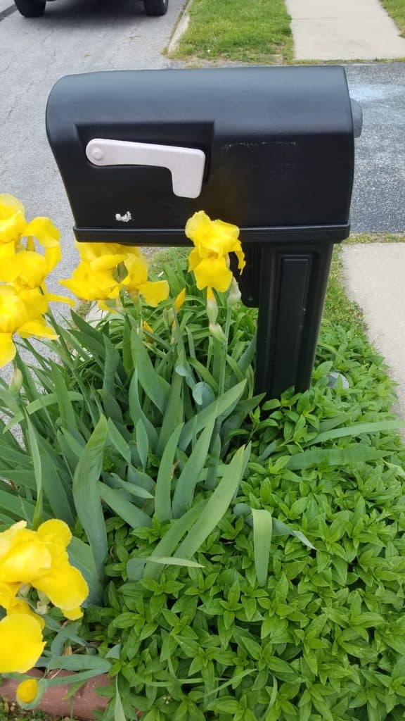 mailbox with yellow irises