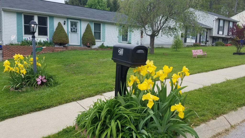 picture of front yard with house in background and mailbox in foreground surrounded by yellow irises