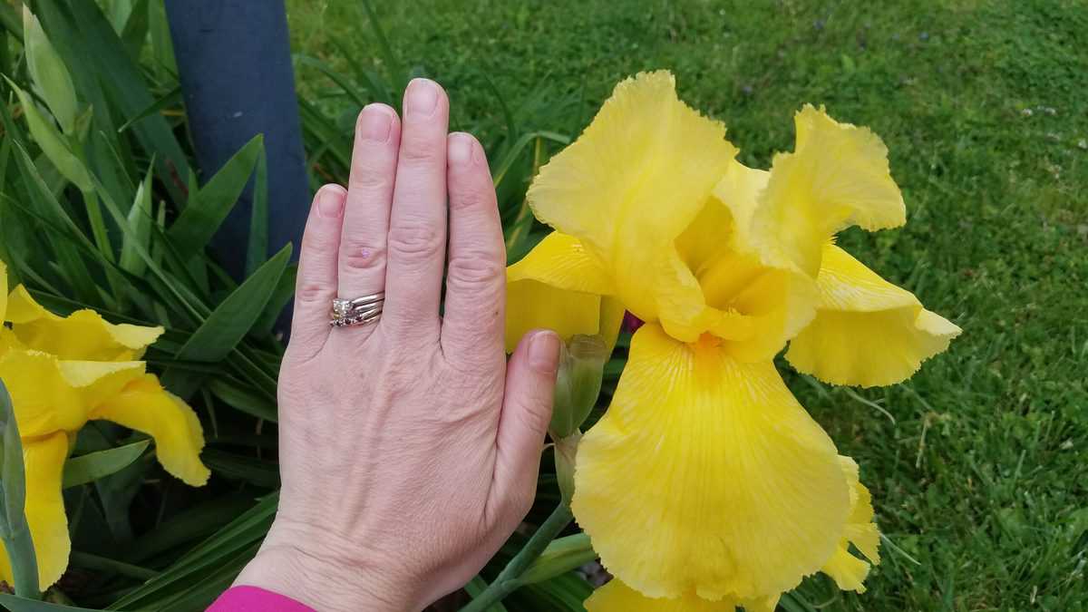 a woman's hand next to a giant yellow iris