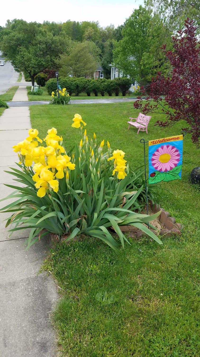 yellow irises along a sidewalk with a miniature garden flag, and a pink bench in the background