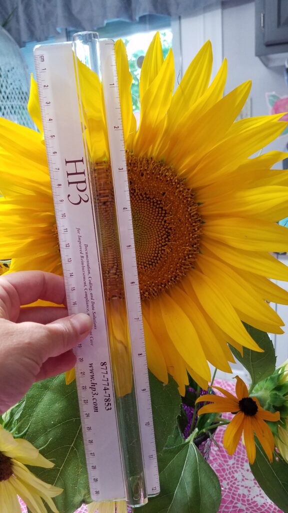 sunflower that measured 9 inches across