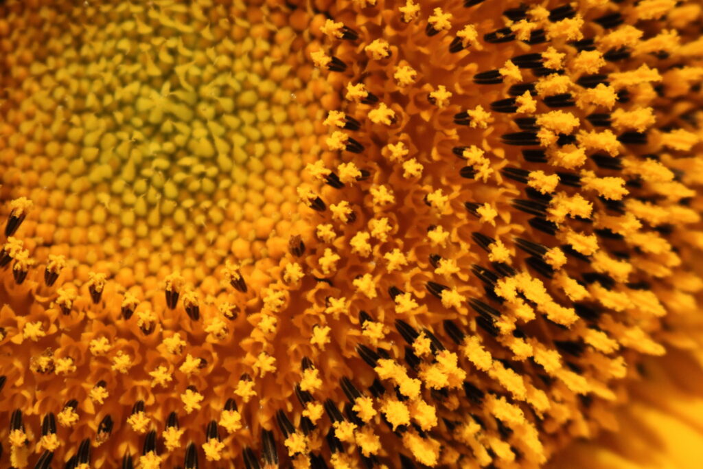 closeup of pollen of sunflower