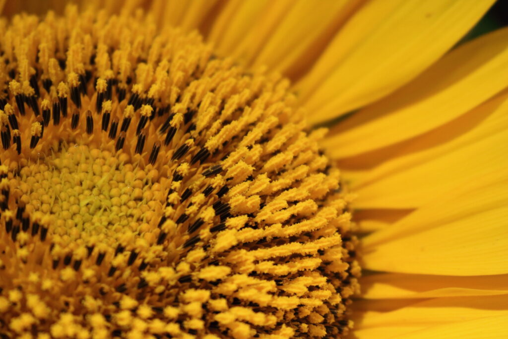 sunflower pollen