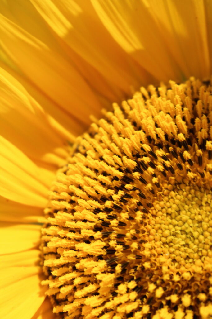 closeup of sunflower pollen