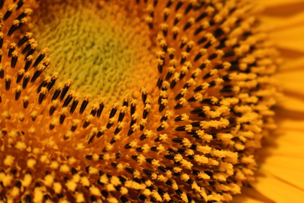 closeup of sunflower pollen