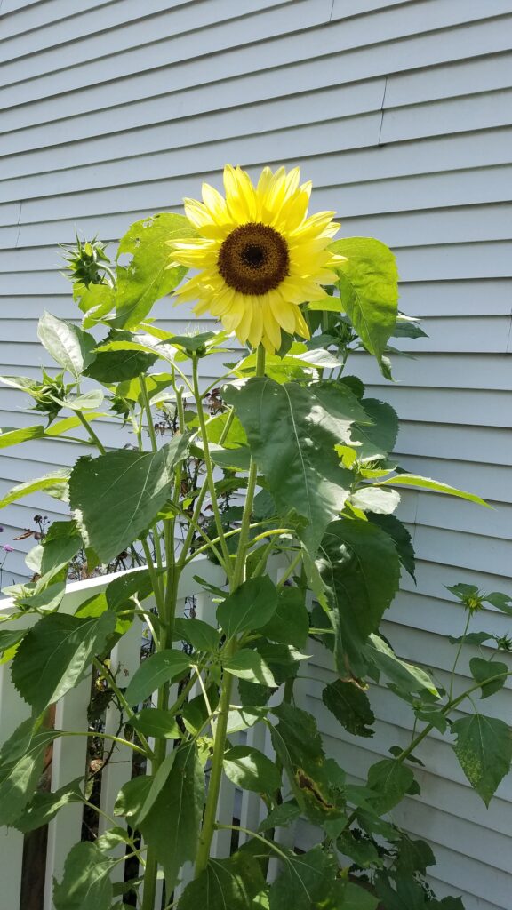 volunteer sunflower plants