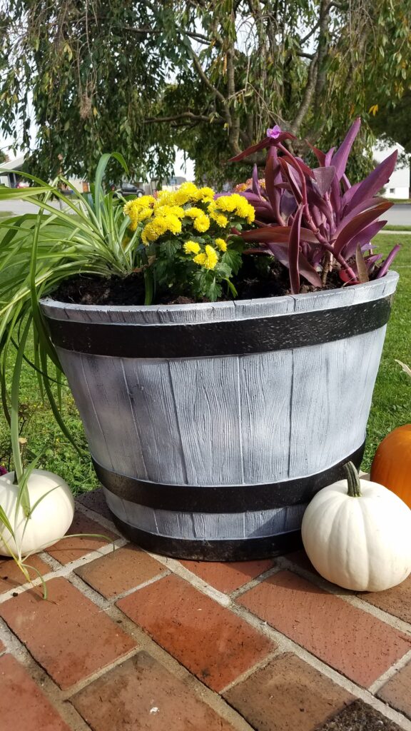 barrel planter with yellow mums and purple heart plants