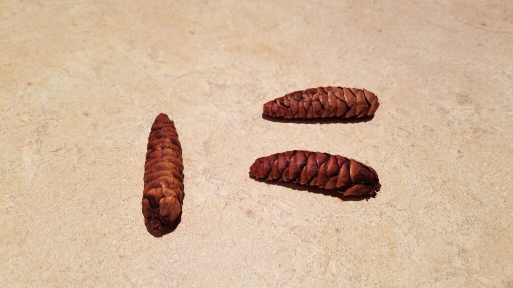 3 mini wet pine cones