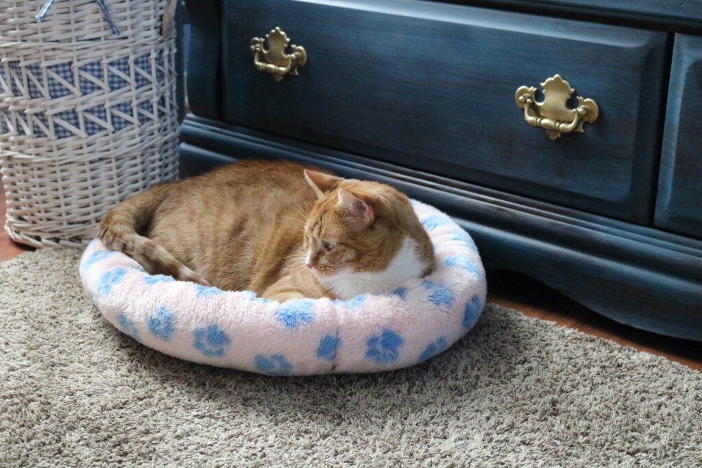 cat in front of blue dresser