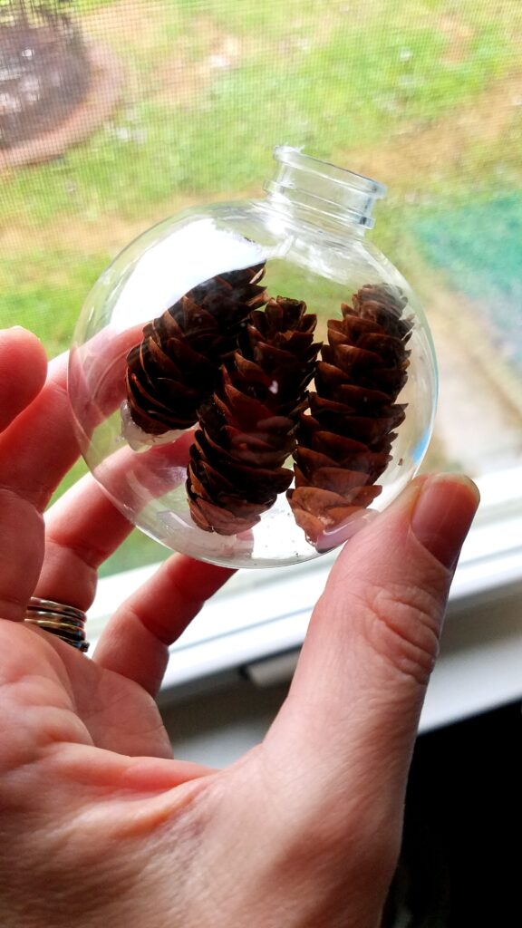 pine cones opening up after drying