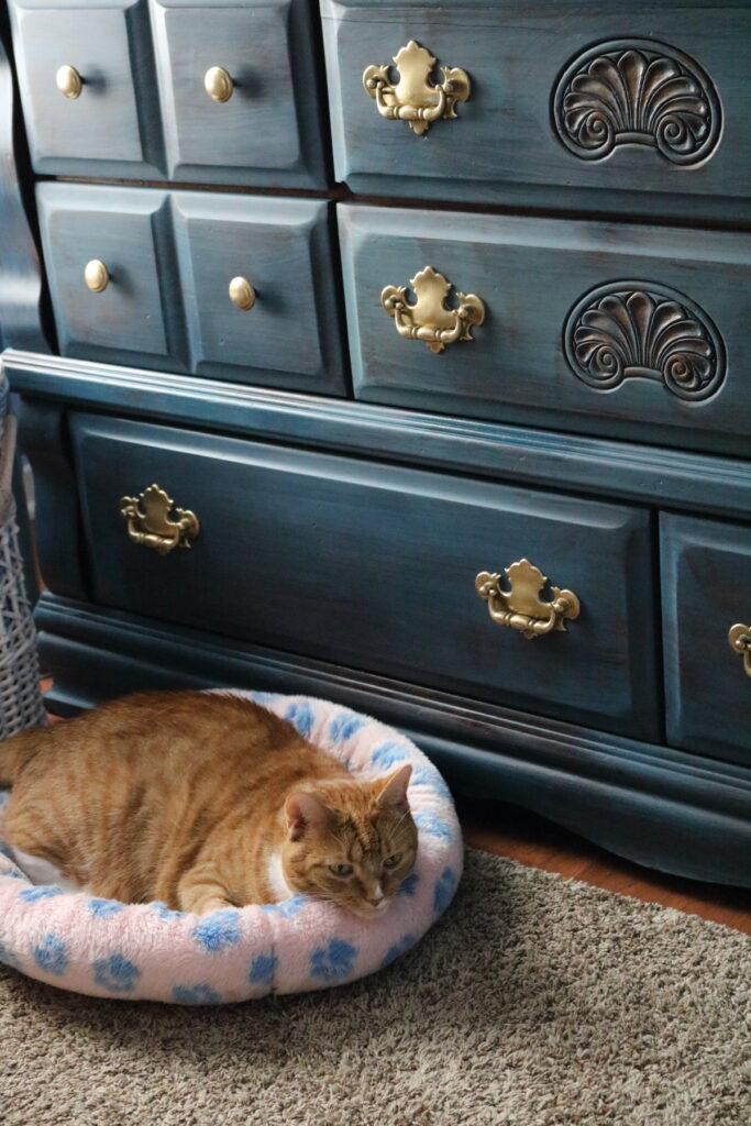 cat with blue dresser