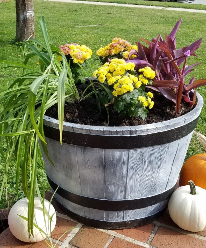 plants in planter