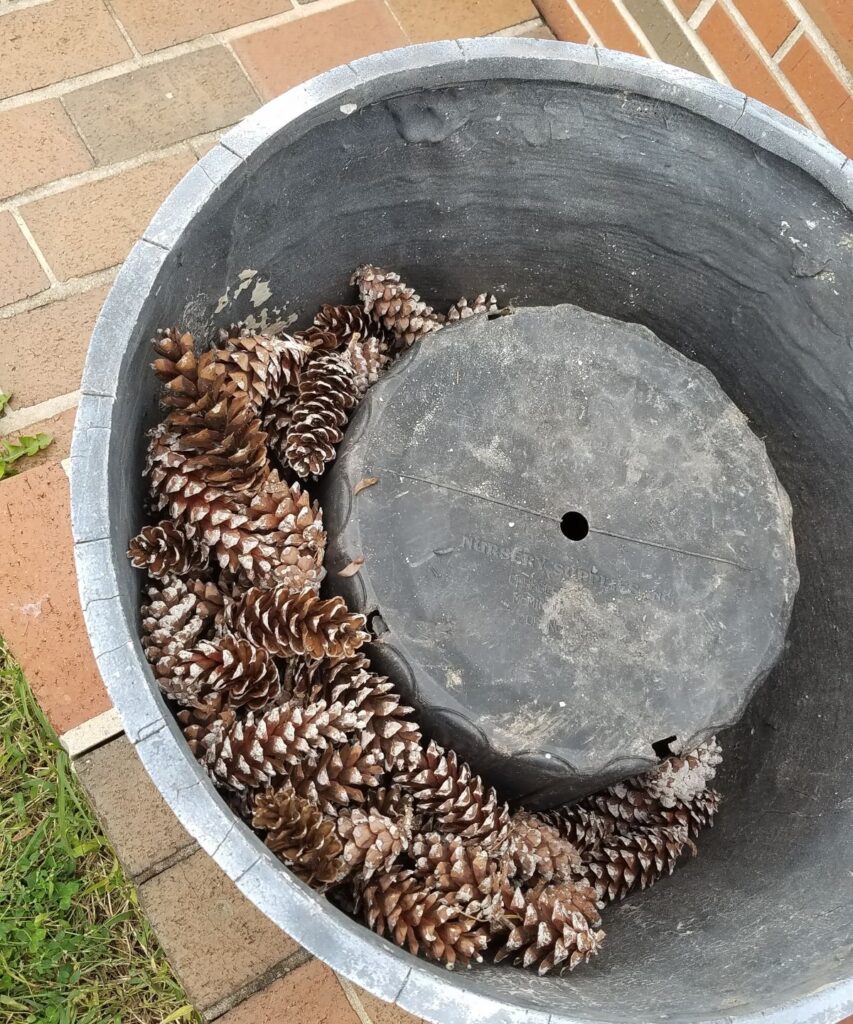 pinecones in planter