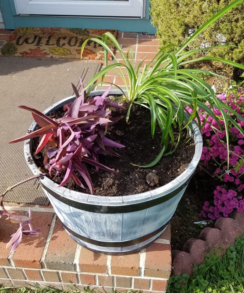 plants in planter