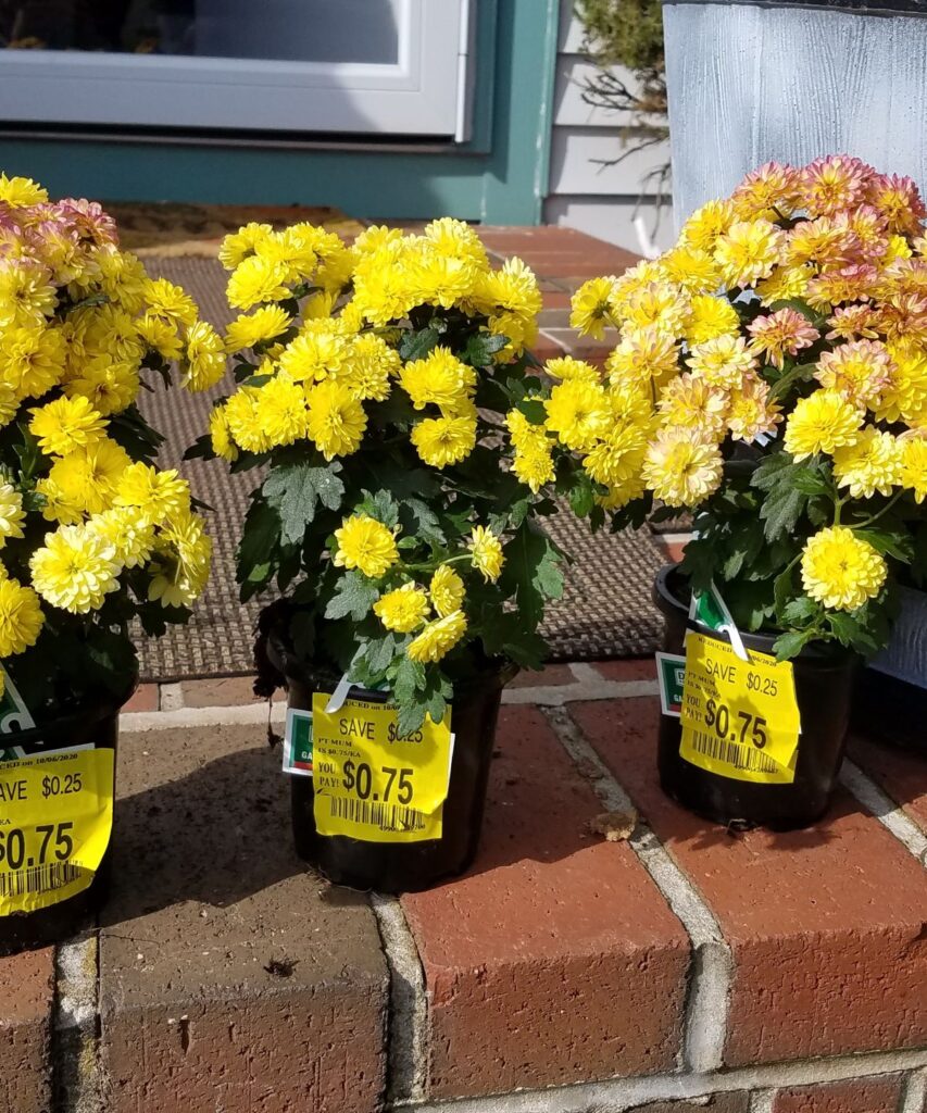 3 yellow mums