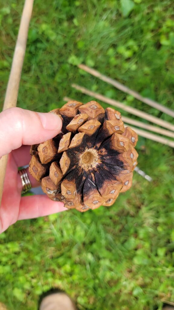 pine cone with a hole drilled in the bottom