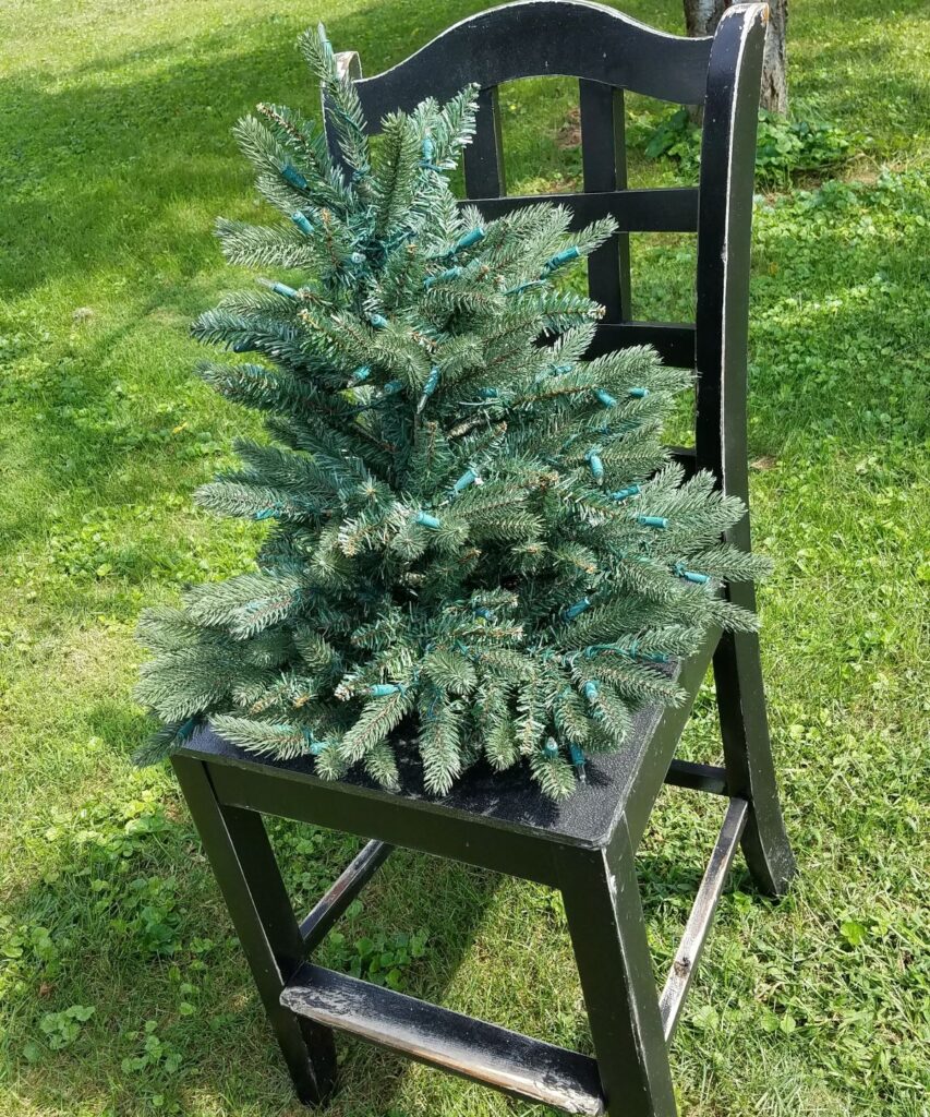 small evergreen tree on a chair