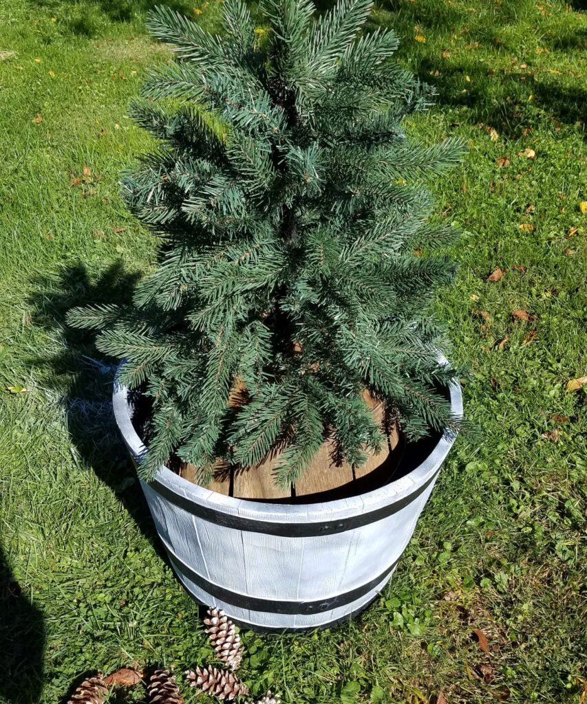 mini evergreen tree in huge planter