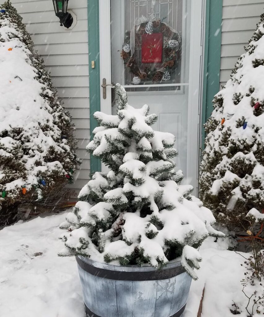faux tree with real snow on it