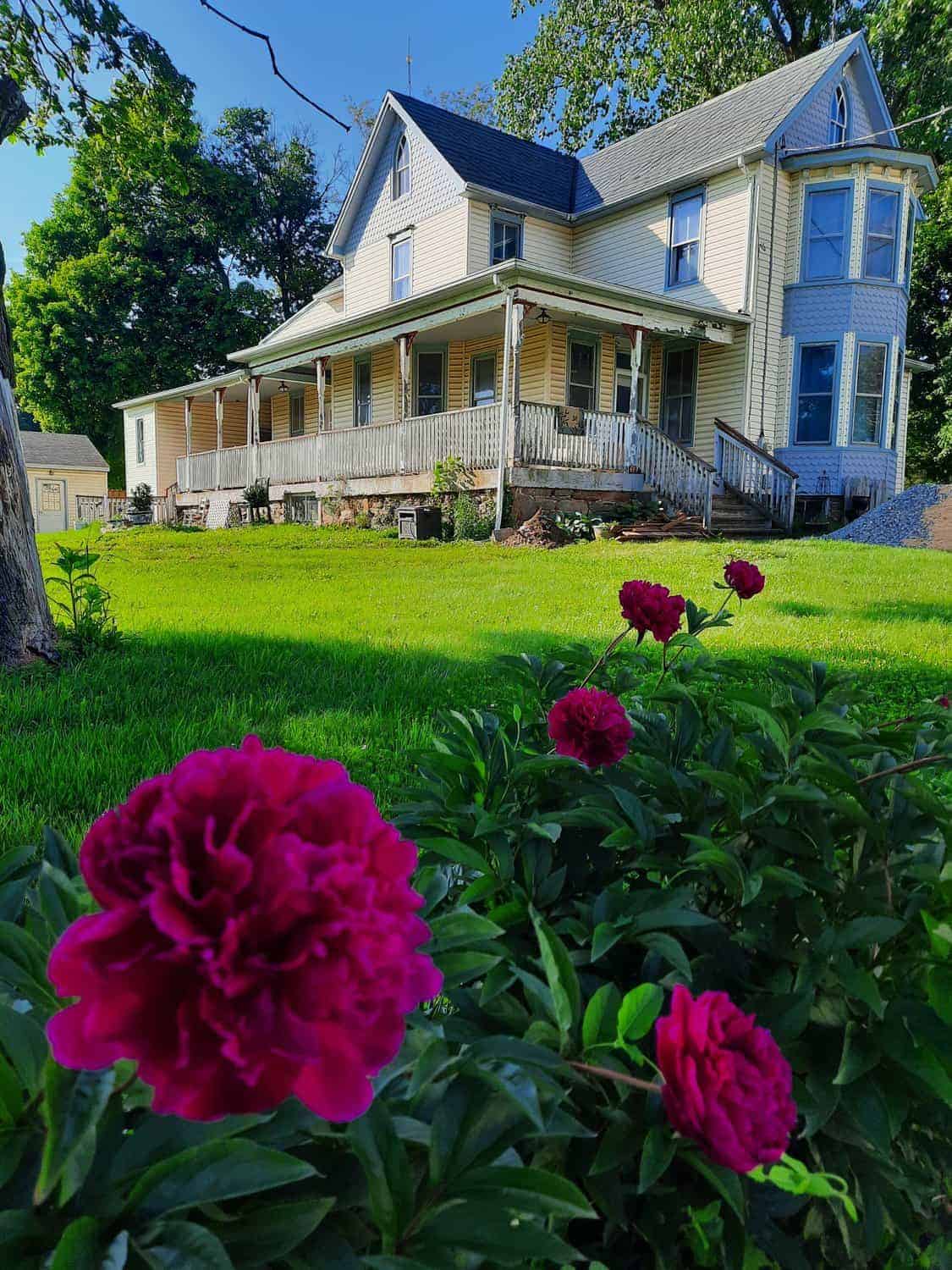 peonies in front of yellow farmhouse