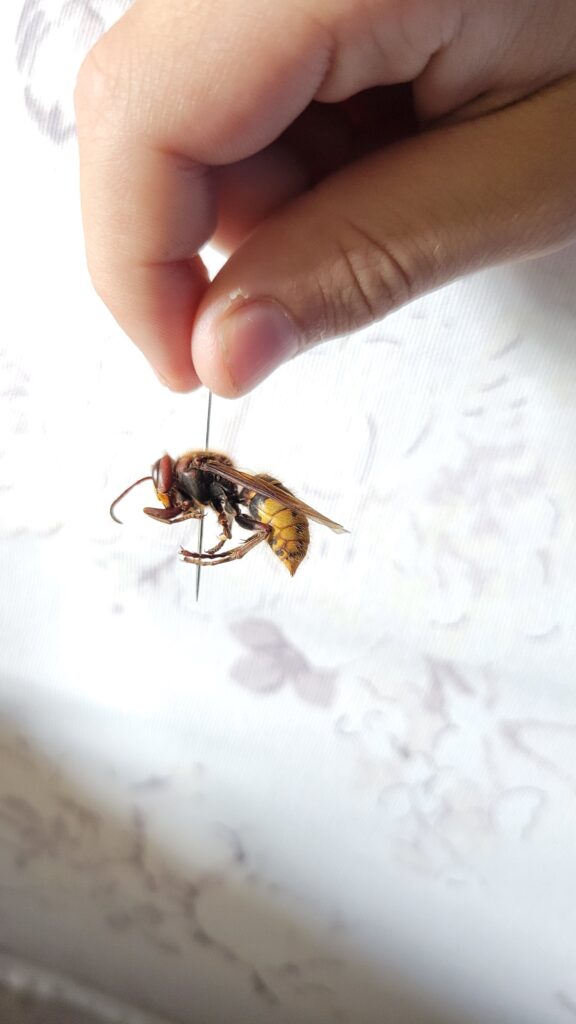European hornet on a pin