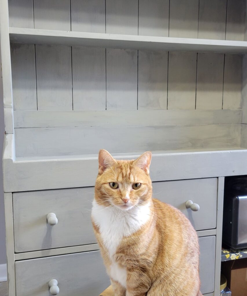 orange cat and gray hutch