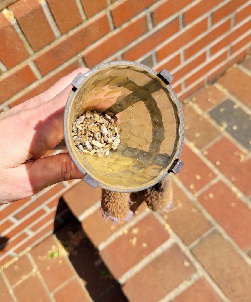 old solar light with lots of bugs in it