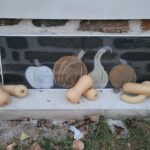 fall squash scene
