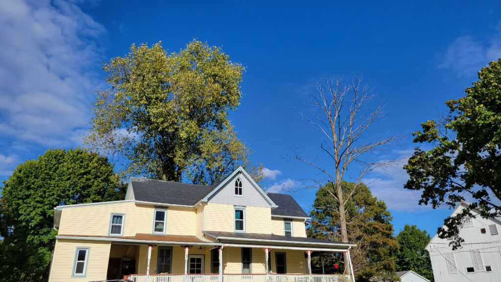 house with 2 tall trees