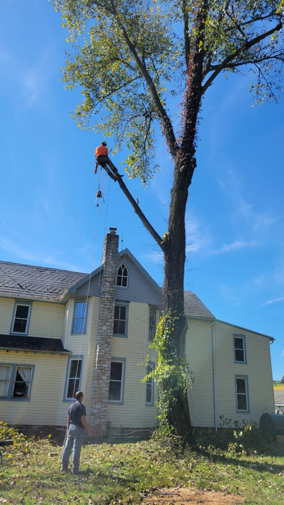 man in tree cutting branches off