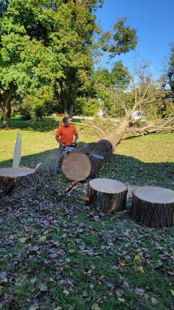 cutting up huge tree