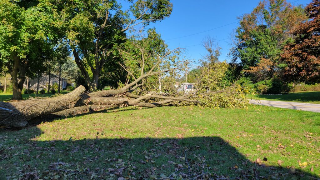 fallen tree