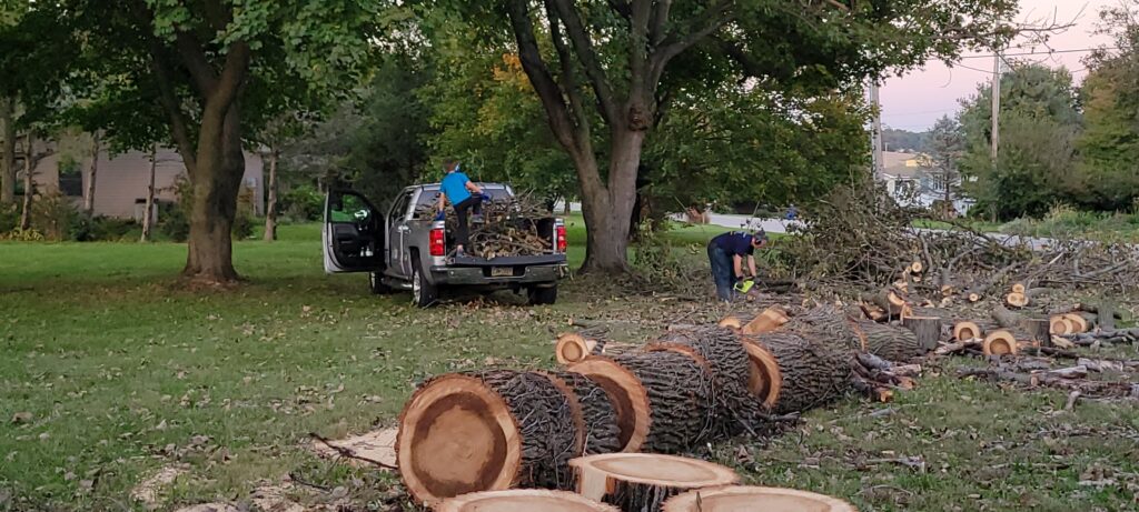 cleaning up fallen tree