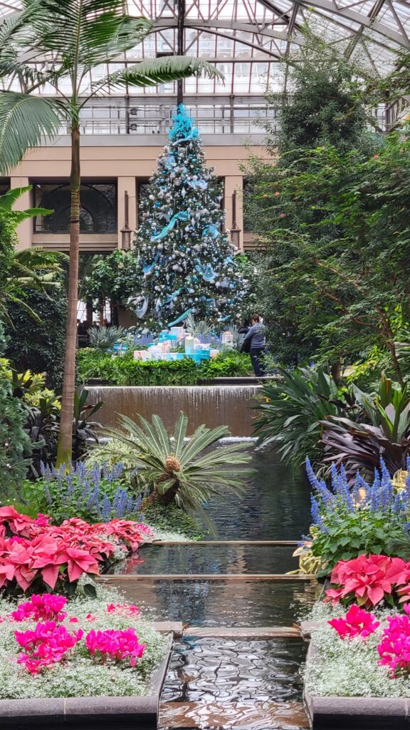 Christmas tree in conservatory