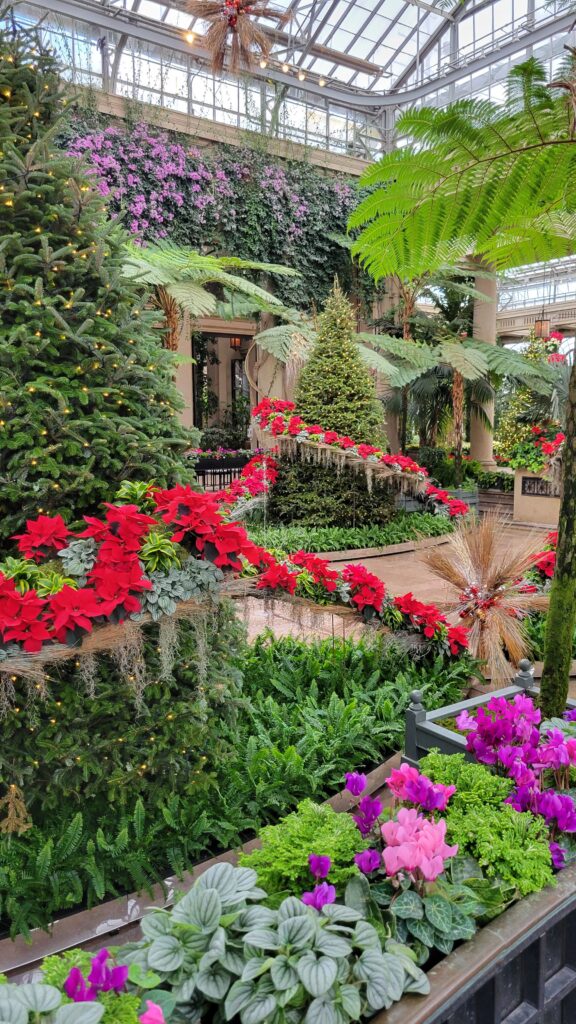 swooping poinsettias around Christmas tree