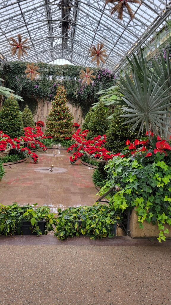 red poinsettias and tree in conservatory