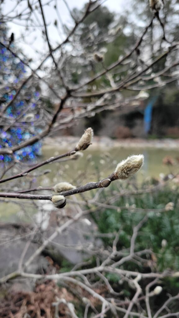 pussy willow closeup