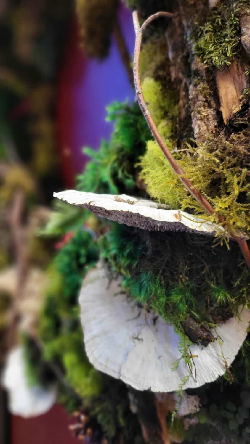 closeup of mushroom in wreath
