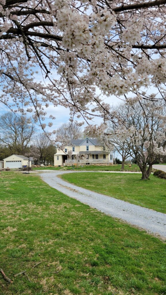 house with cherry blossoms