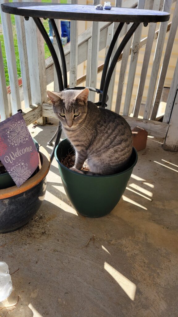 gray striped cat