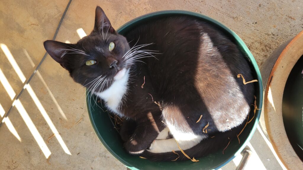 black cat