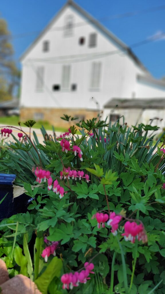 bleeding heart plant with white barn