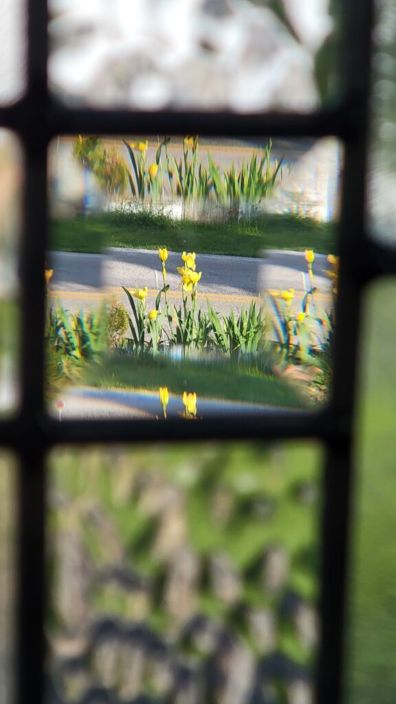 yellow irises through prism